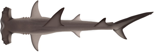 hammerhead